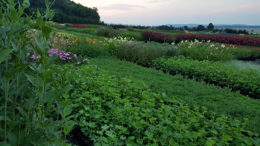 BYLINY-ŚWIERK kasvi taimitarha perennoja ruoho saniaisia ​​Puola 01