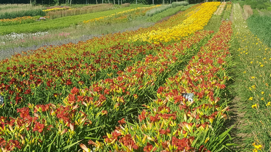 BYLINY-ŚWIERK kasvi taimitarha perennoja ruoho saniaisia ​​Puola 02