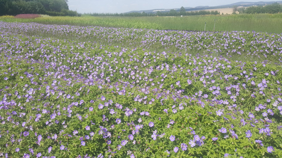 BYLINY-ŚWIERK kasvi taimitarha perennoja ruoho saniaisia ​​Puola 03