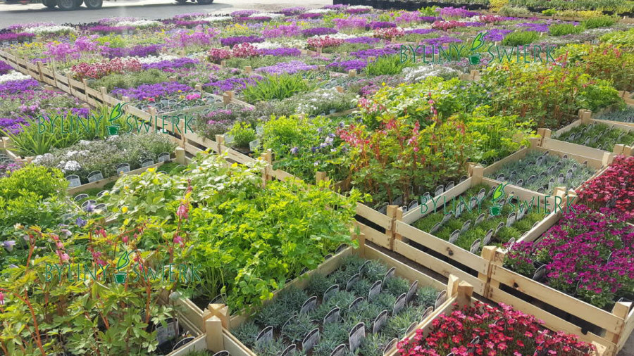 BYLINY-ŚWIERK kasvi taimitarha perennoja ruoho saniaisia ​​Puola 04