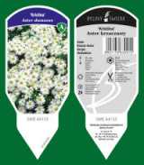 BYLINY-ŚWIERK kasvi taimitarha perennoja ruoho saniaisia ​​Puola 01