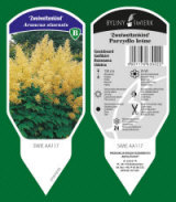 BYLINY-ŚWIERK kasvi taimitarha perennoja ruoho saniaisia ​​Puola 03