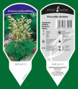 BYLINY-ŚWIERK kasvi taimitarha perennoja ruoho saniaisia ​​Puola 04