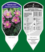BYLINY-ŚWIERK kasvi taimitarha perennoja ruoho saniaisia ​​Puola 05