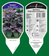 BYLINY-ŚWIERK kasvi taimitarha perennoja ruoho saniaisia ​​Puola 08