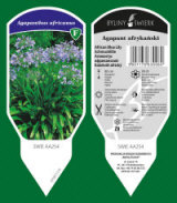 BYLINY-ŚWIERK kasvi taimitarha perennoja ruoho saniaisia ​​Puola 10