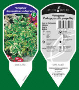 BYLINY-ŚWIERK kasvi taimitarha perennoja ruoho saniaisia ​​Puola 11