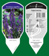 BYLINY-ŚWIERK kasvi taimitarha perennoja ruoho saniaisia ​​Puola 12