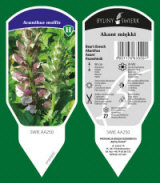 BYLINY-ŚWIERK kasvi taimitarha perennoja ruoho saniaisia ​​Puola 18