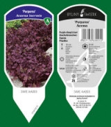 BYLINY-ŚWIERK kasvi taimitarha perennoja ruoho saniaisia ​​Puola 20